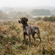 Ranger