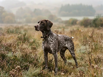 German Shorthaired Pointer