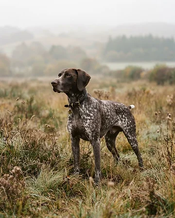 German Shorthaired Pointer