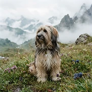 Hazel