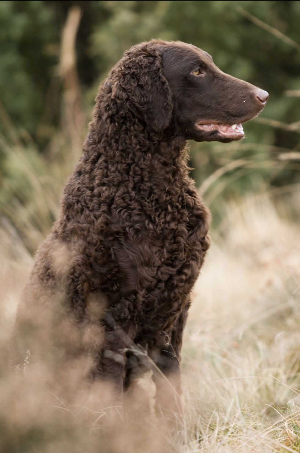 A Curly-Coated Retriever in a golden field