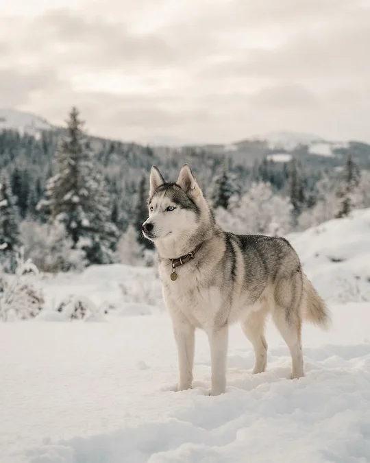 Siberian Husky