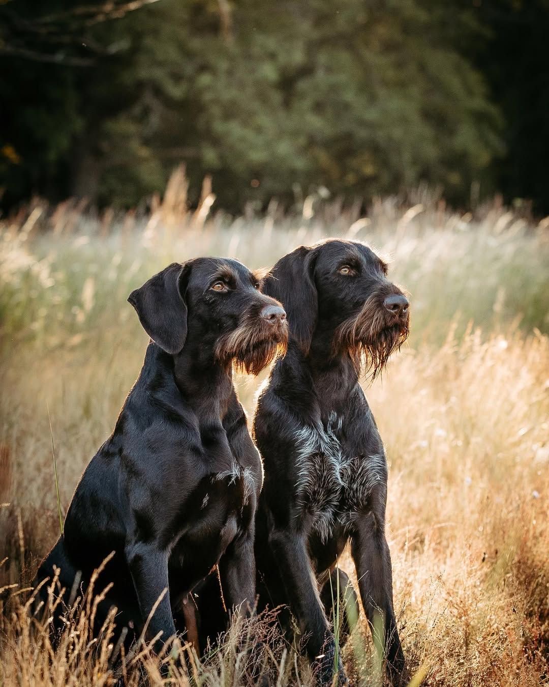 Two German Wirehaired Pointers in a golden field
