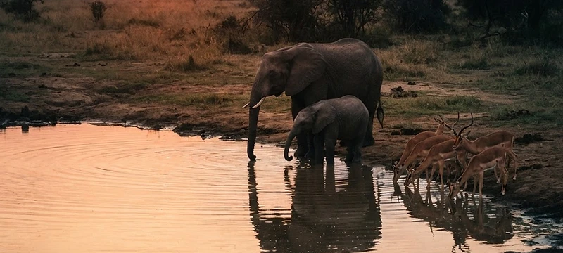 Wildlife at the conservancy watering hole