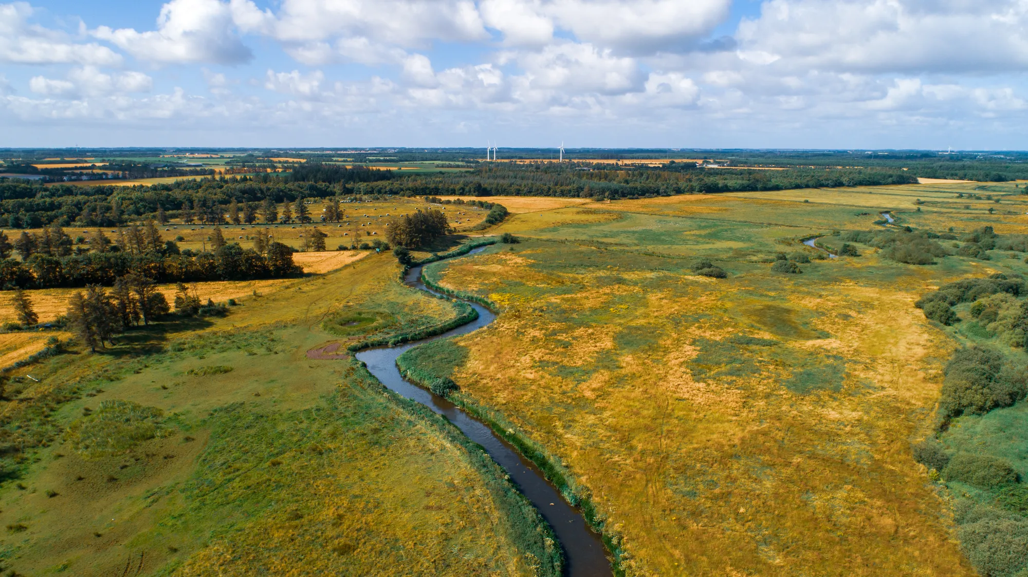 Dronebillede af åen gennem eng og skov