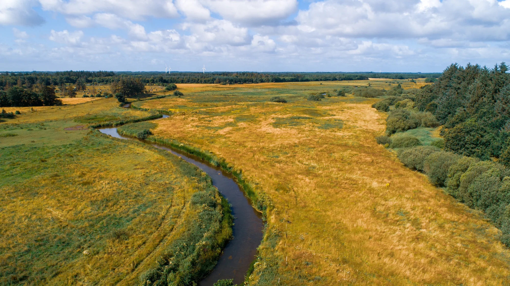 Dronebillede af Brede Å der slynger sig gennem det sønderjyske landskab