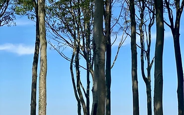Dębina i malowniczy klif nad Bałtykiem