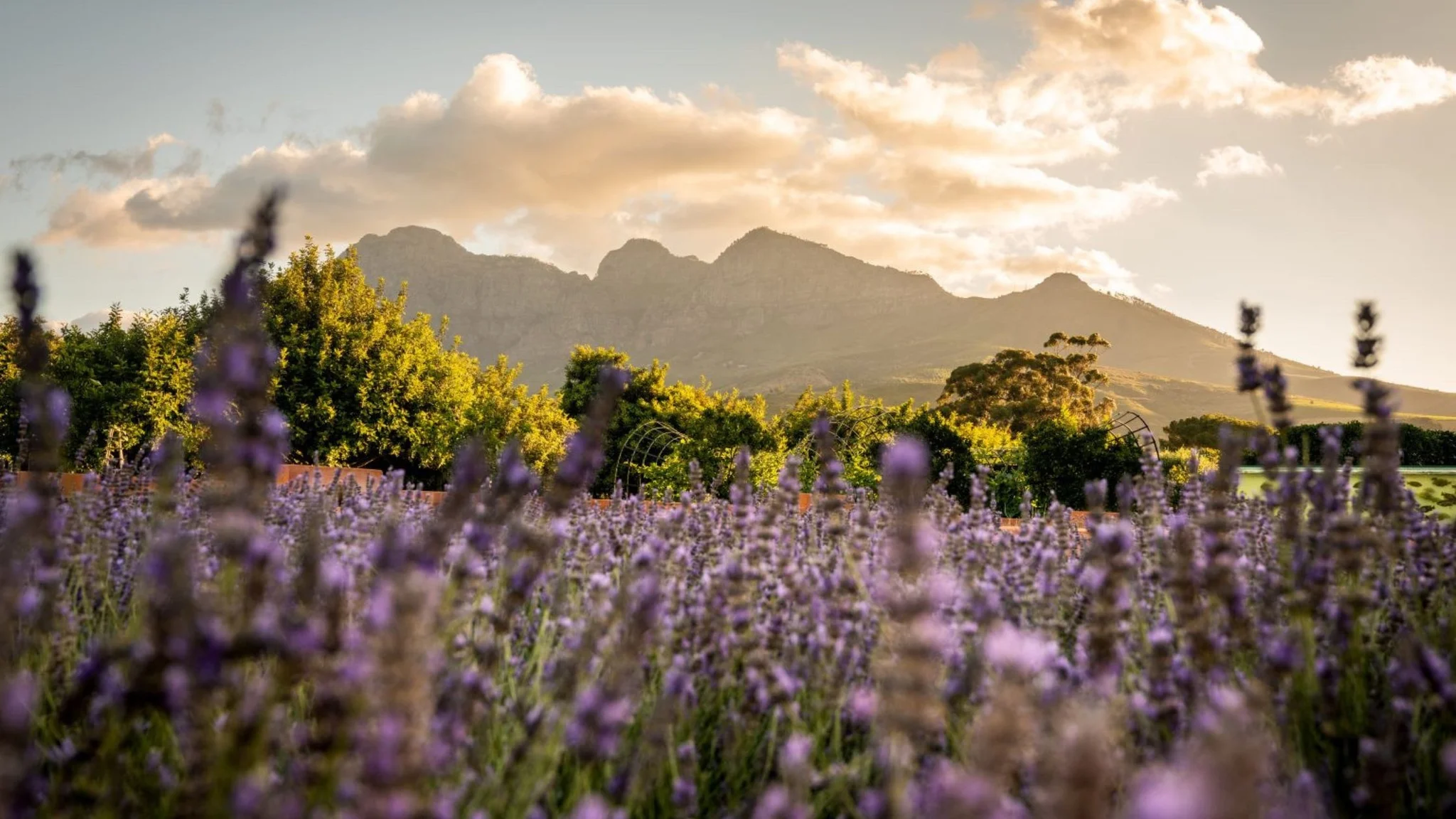 Babylonstoren Gardens in the Cape Winelands