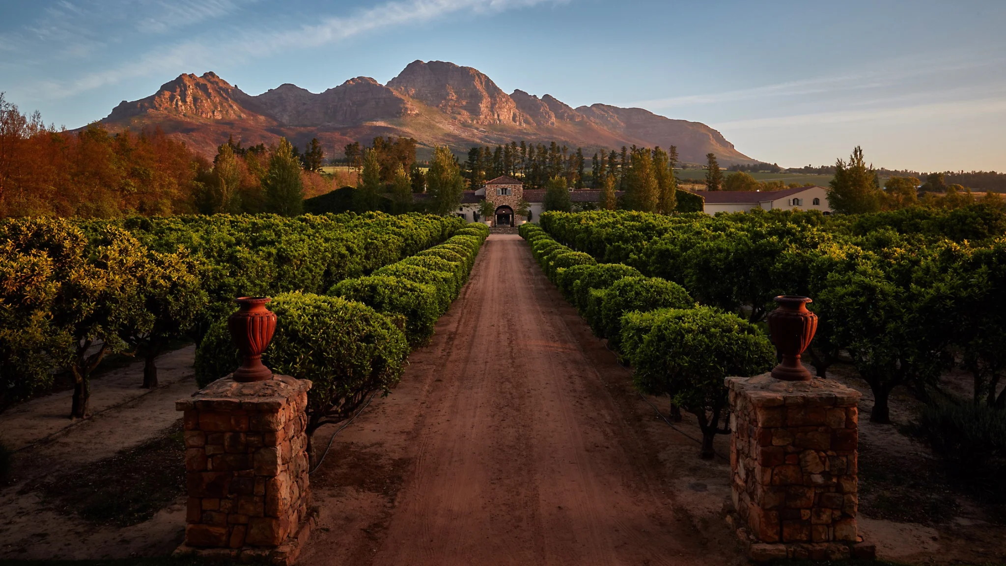 Cape Winelands vineyard landscape with mountains in the distance