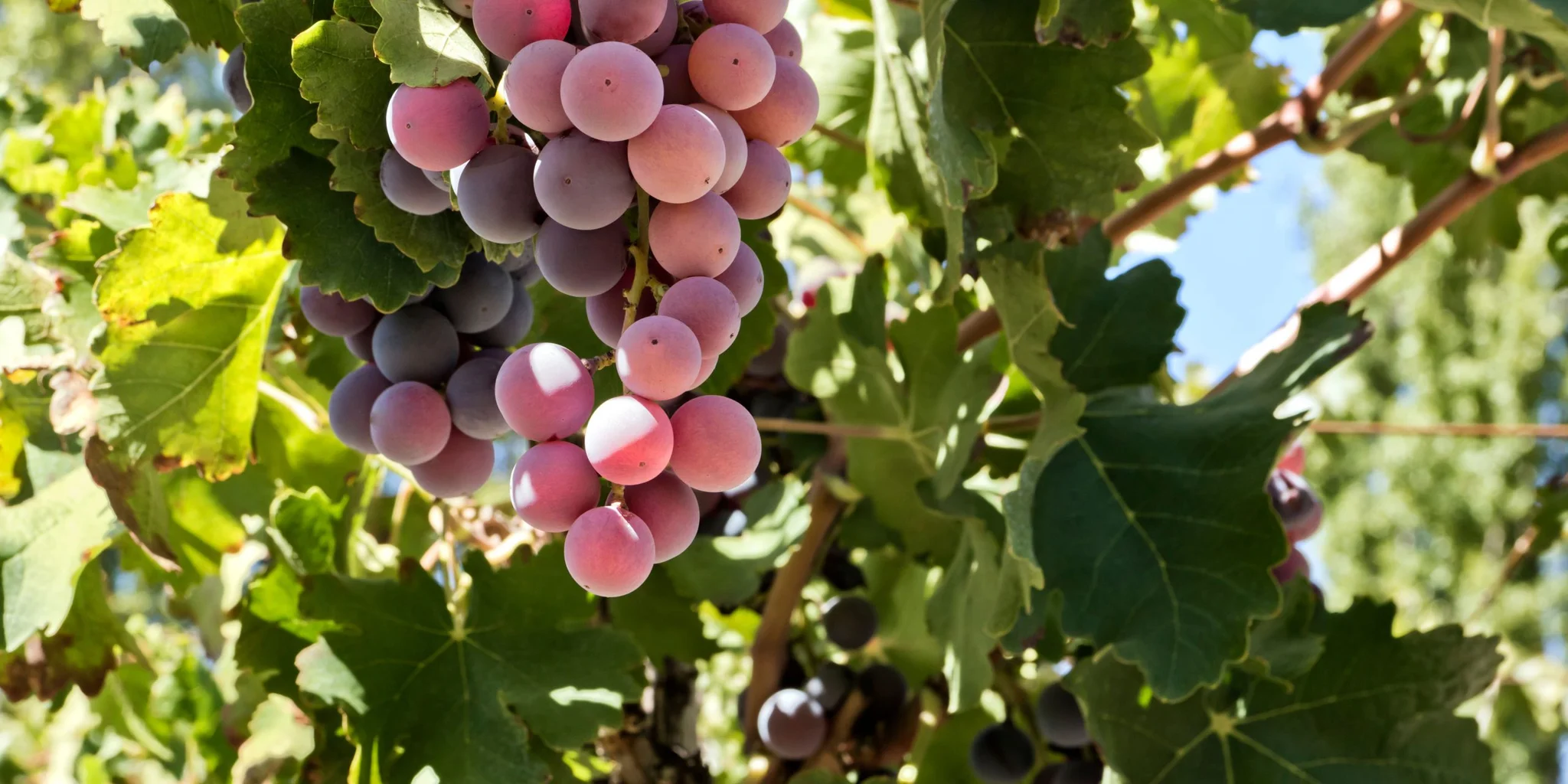Rosé Wine Grape Varieties In The Cape