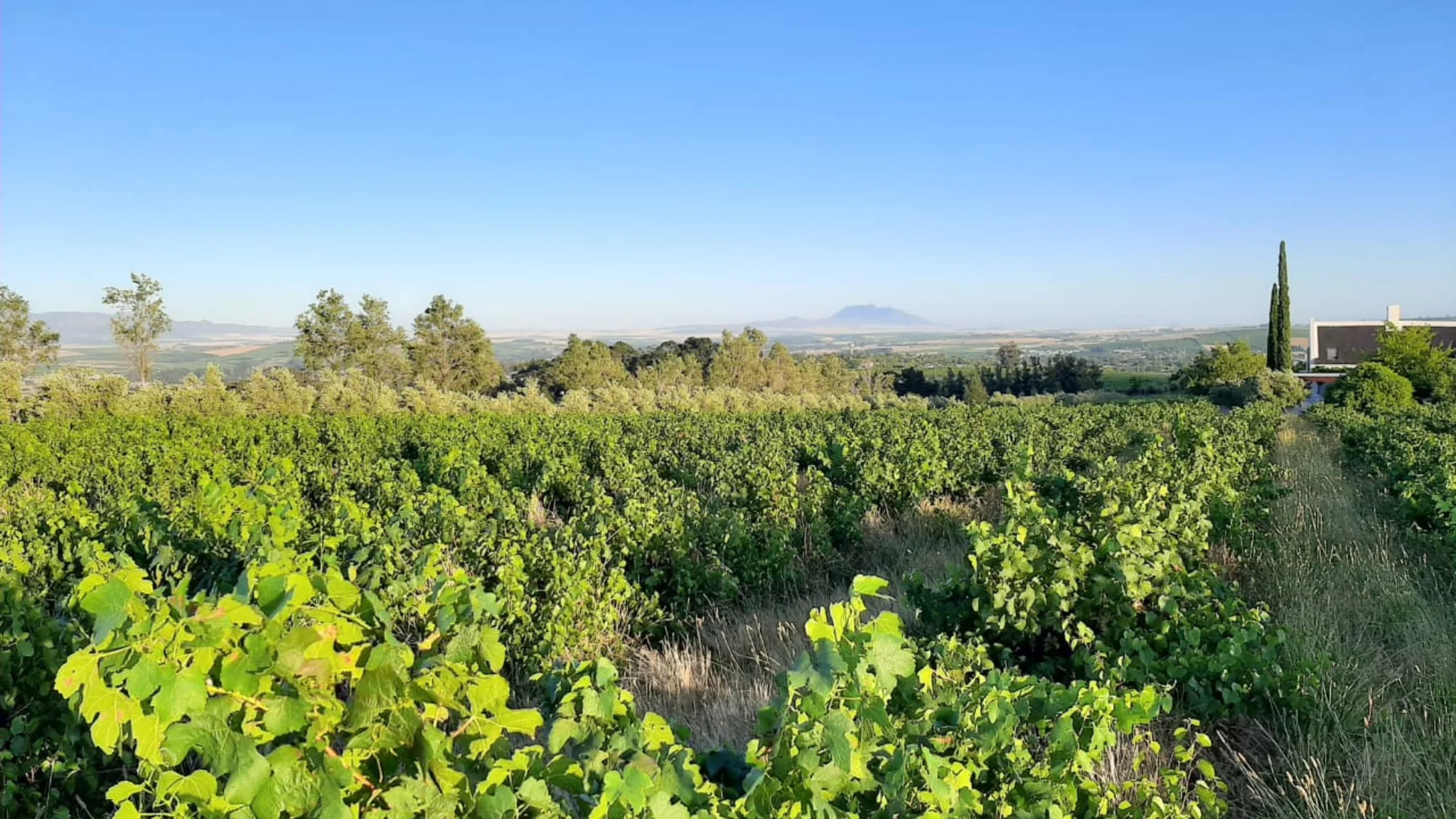 Diemersfontein Harvest Experience