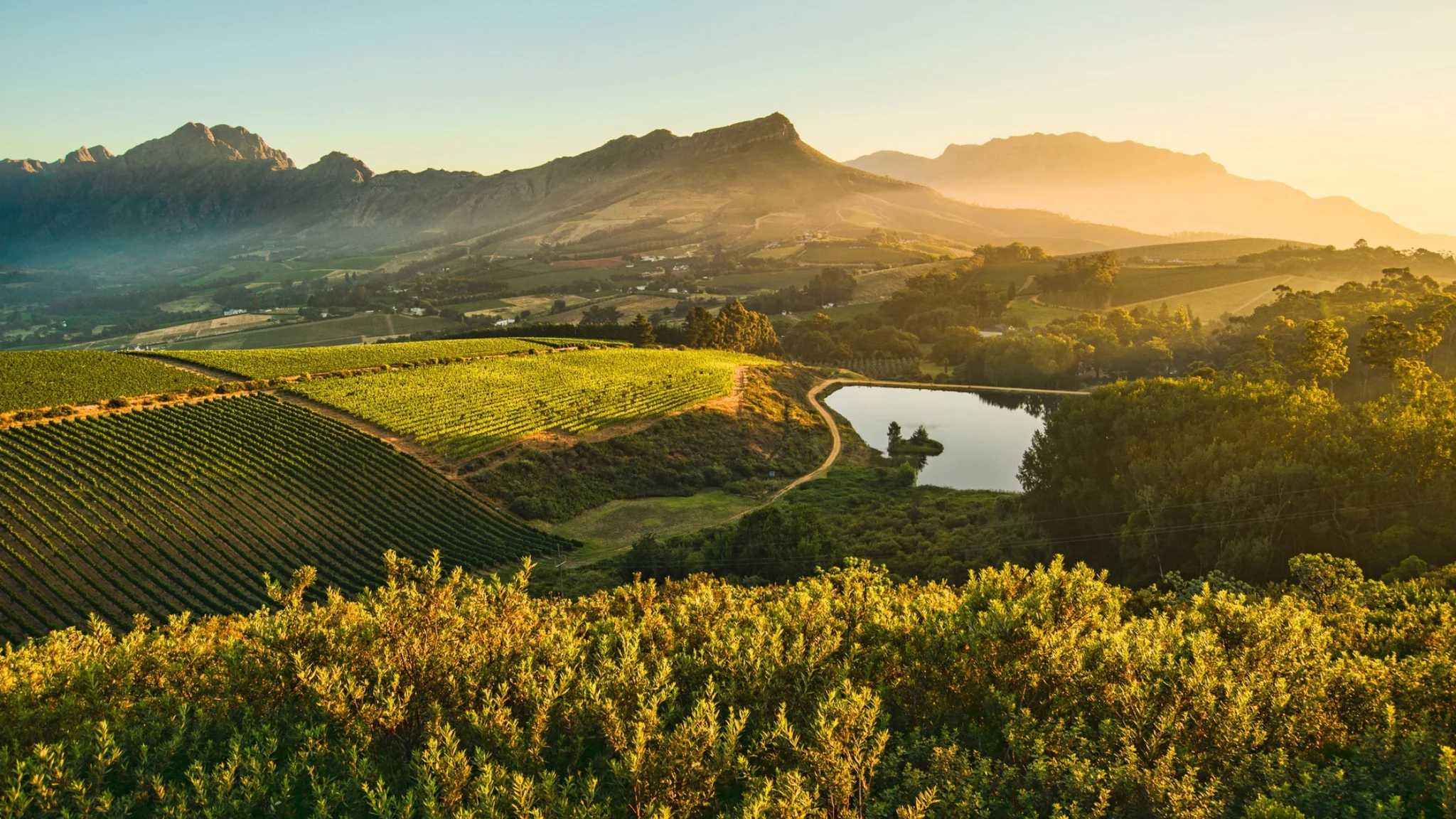 View of Thelema Vineyards