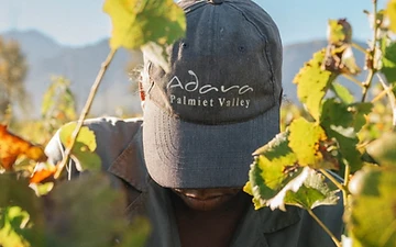Paarl Wein-Tour