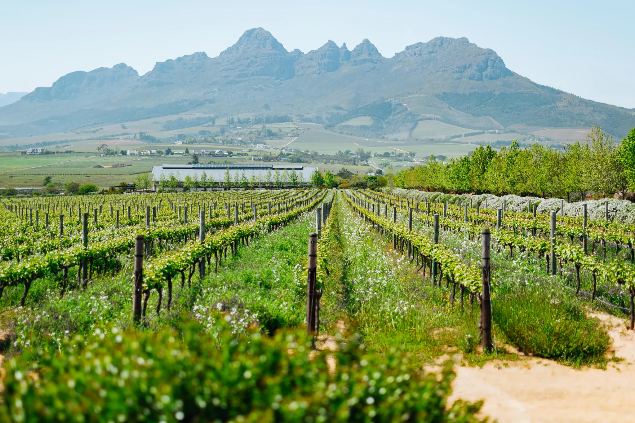Wine Tours in Stellenbosch: 3 Central Estates to Explore in a Day