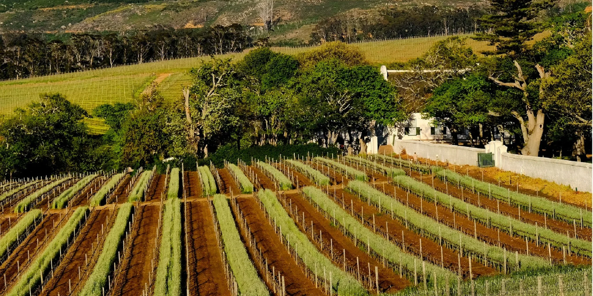 Groot Constantia