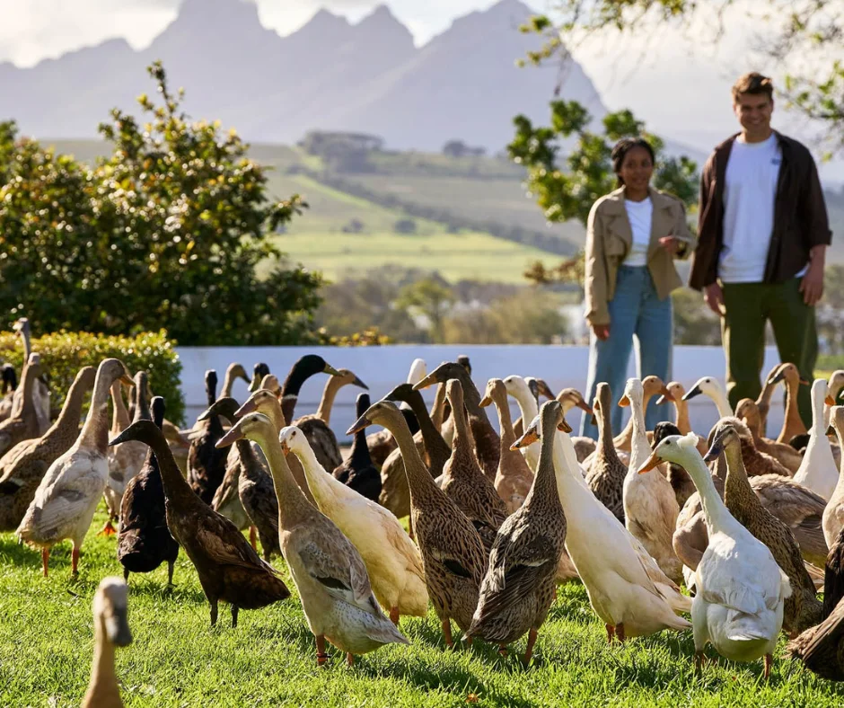 Duck parade