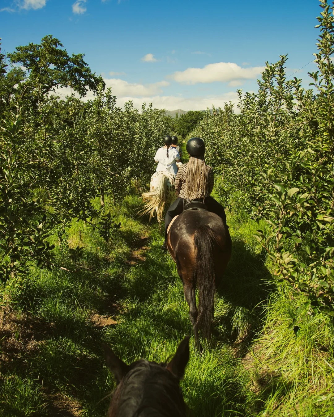 Horse Riding at Boschendal
