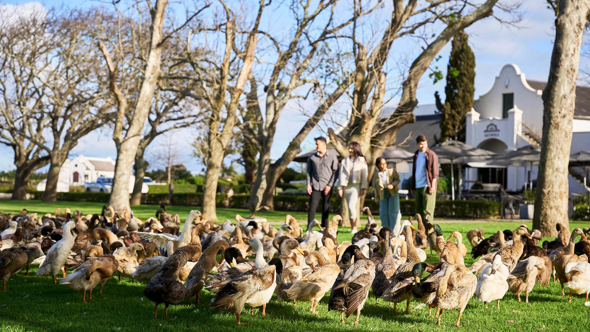 Vergenoegd Löw’s Indian Runner Ducks: The Hardest-Working (and Cutest) Team in the Winelands