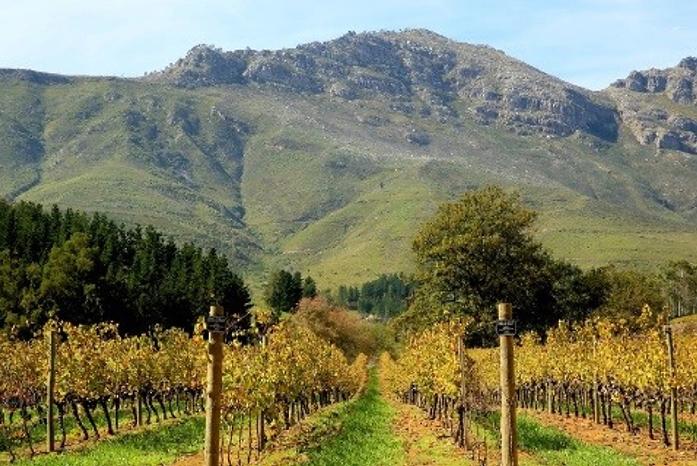 Delheim Wine Estate — Stellenbosch wine estate, Western Cape