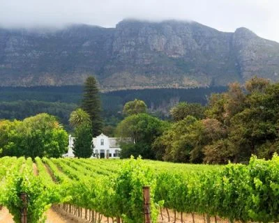 History Of Wine In The Cape