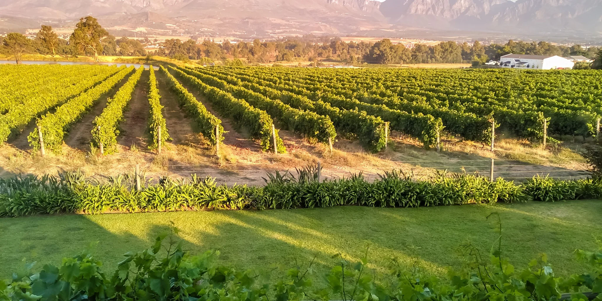 Top Wine Farms in Paarl