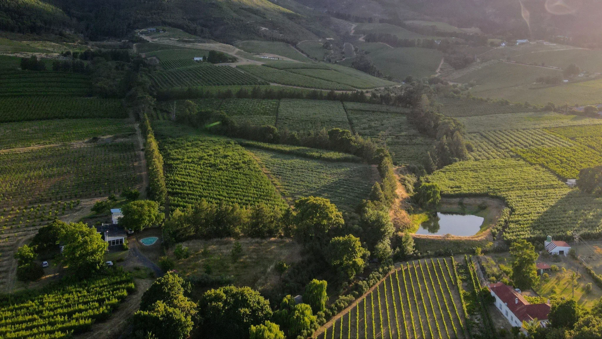 Farming the Future: How Technology is Shaping the Vineyards We Love