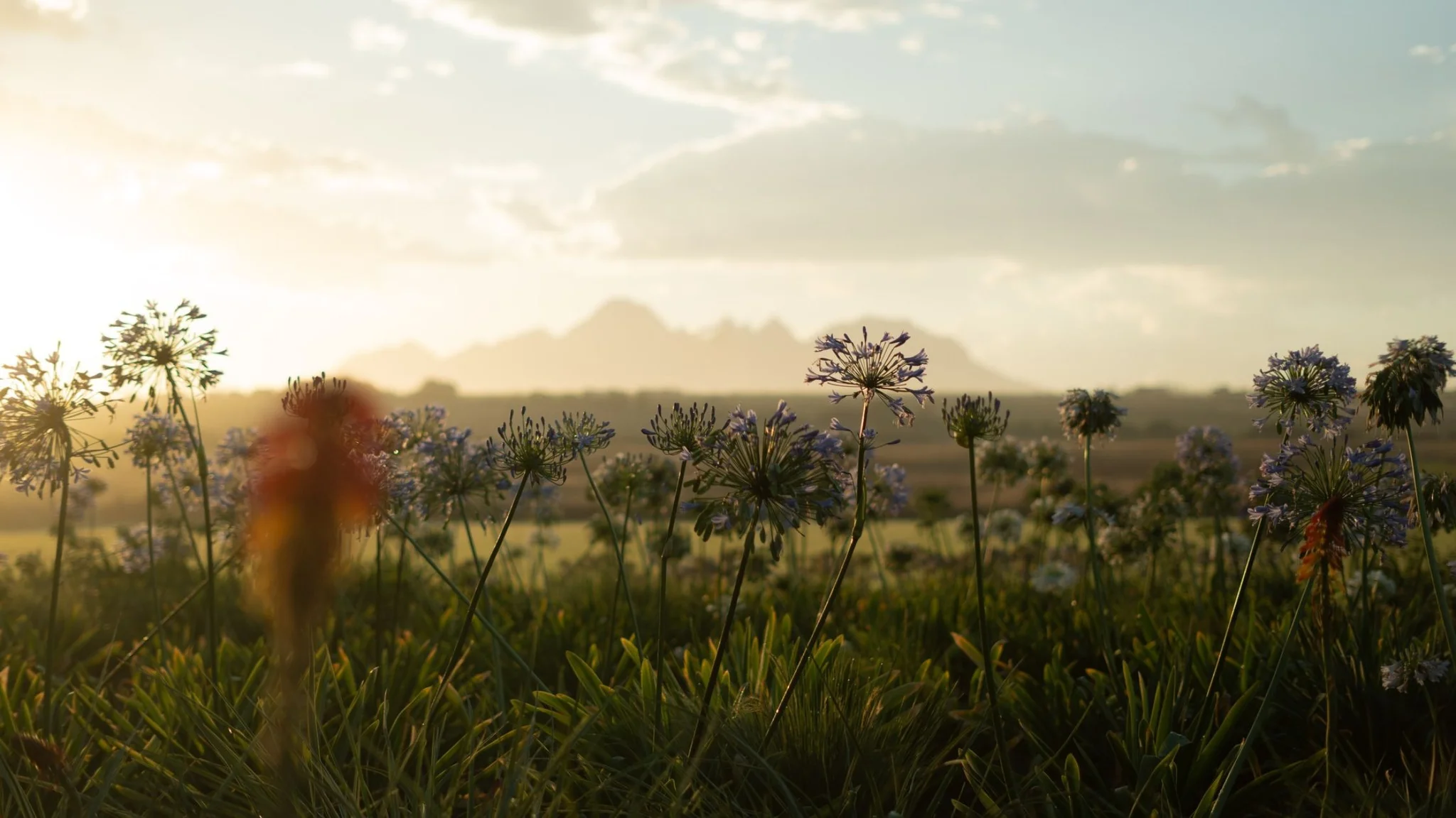 Sustainable Winemaking in the Cape Winelands