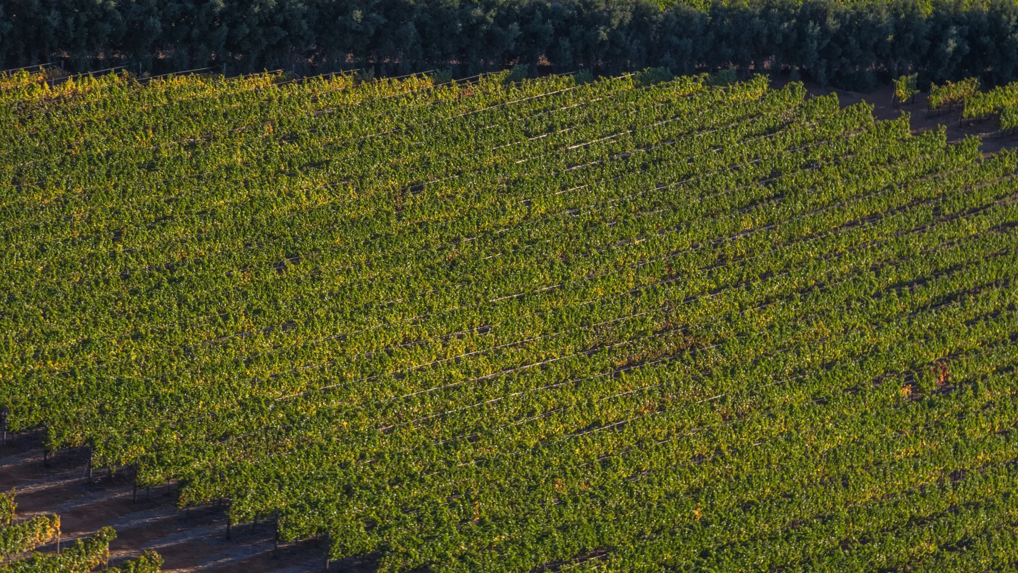Organic and Biodynamic Wines in the Cape Winelands