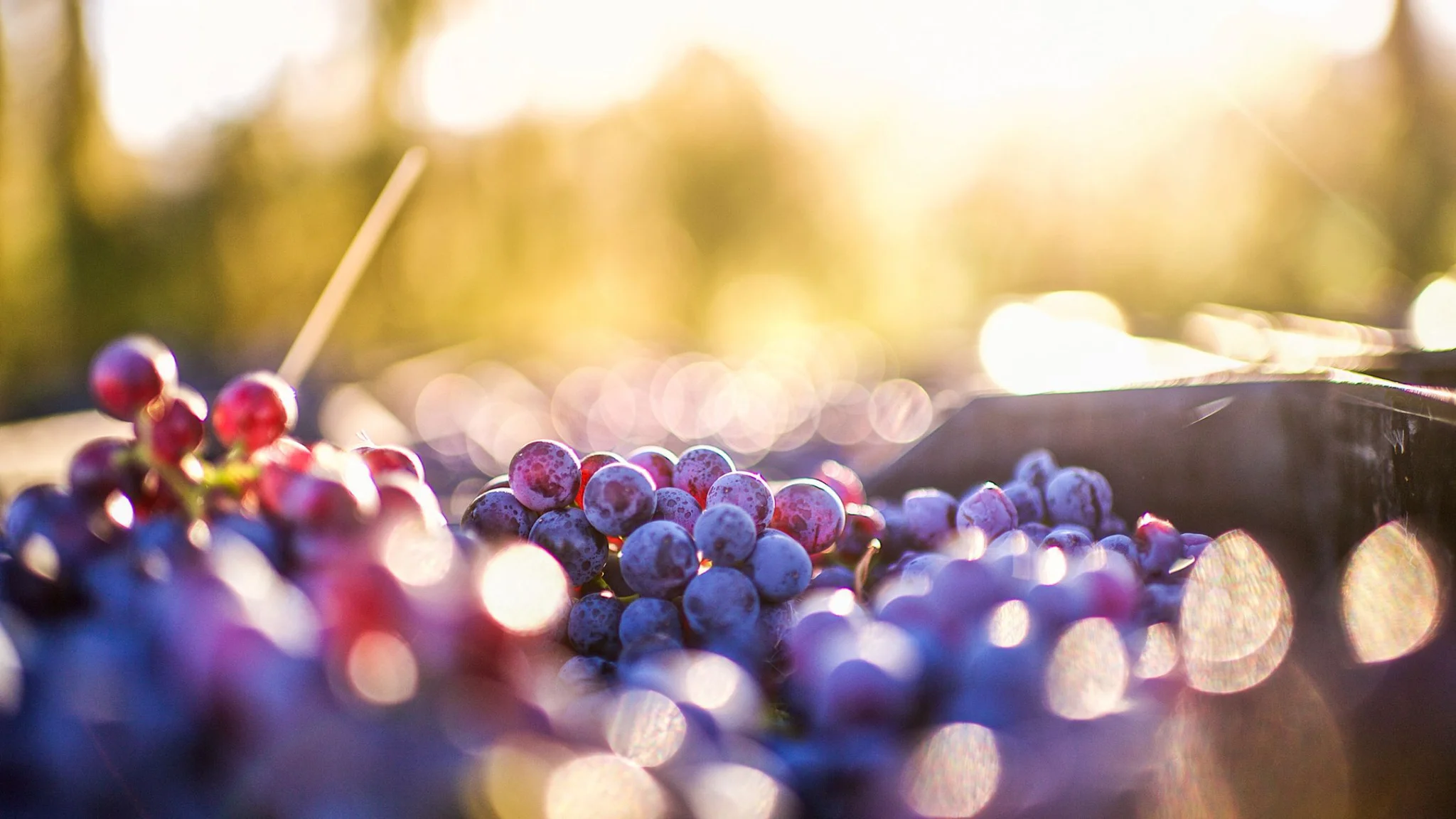 Terroir of the Cape Region and Its Influence