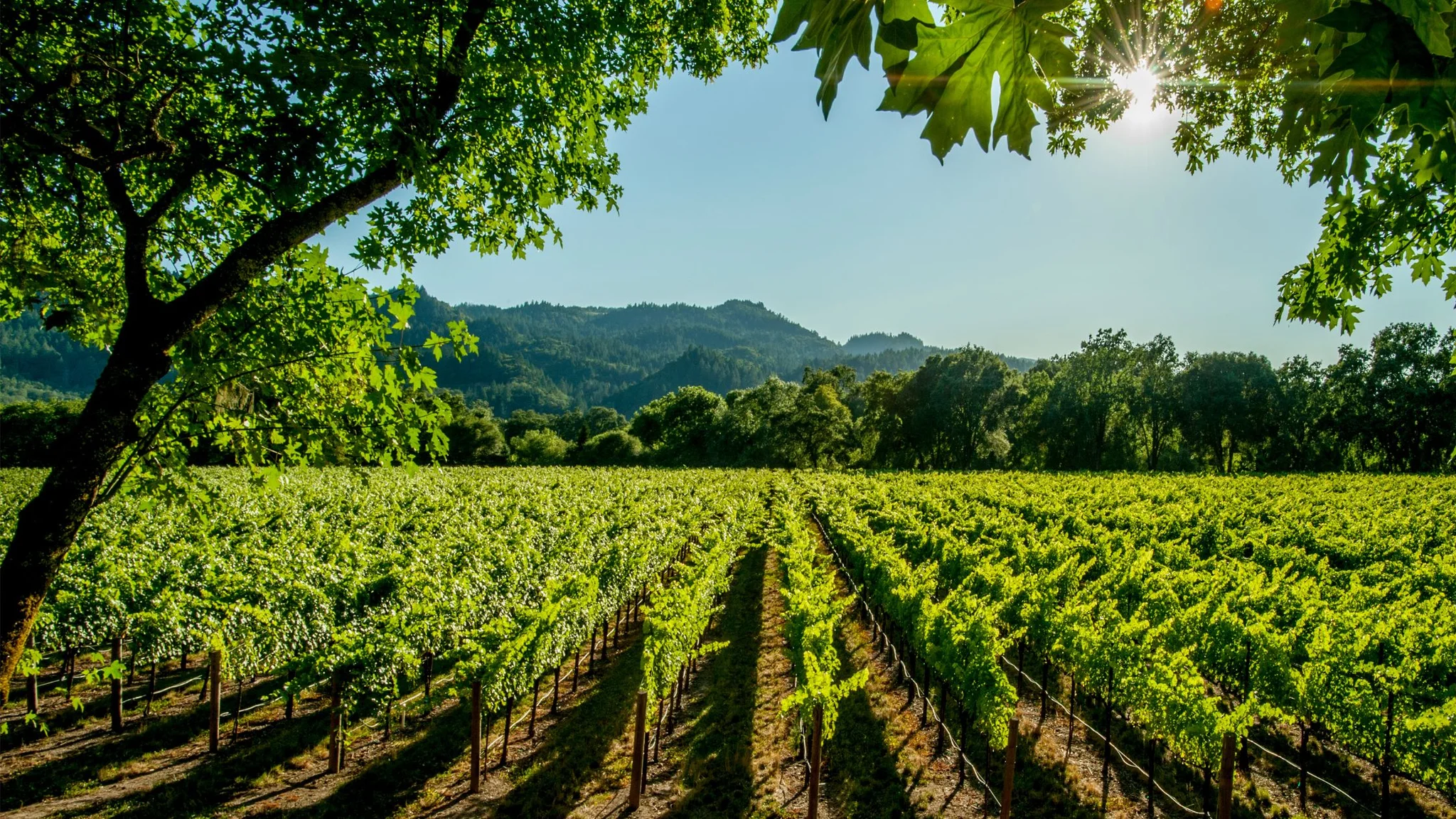 Napa Valley, USA