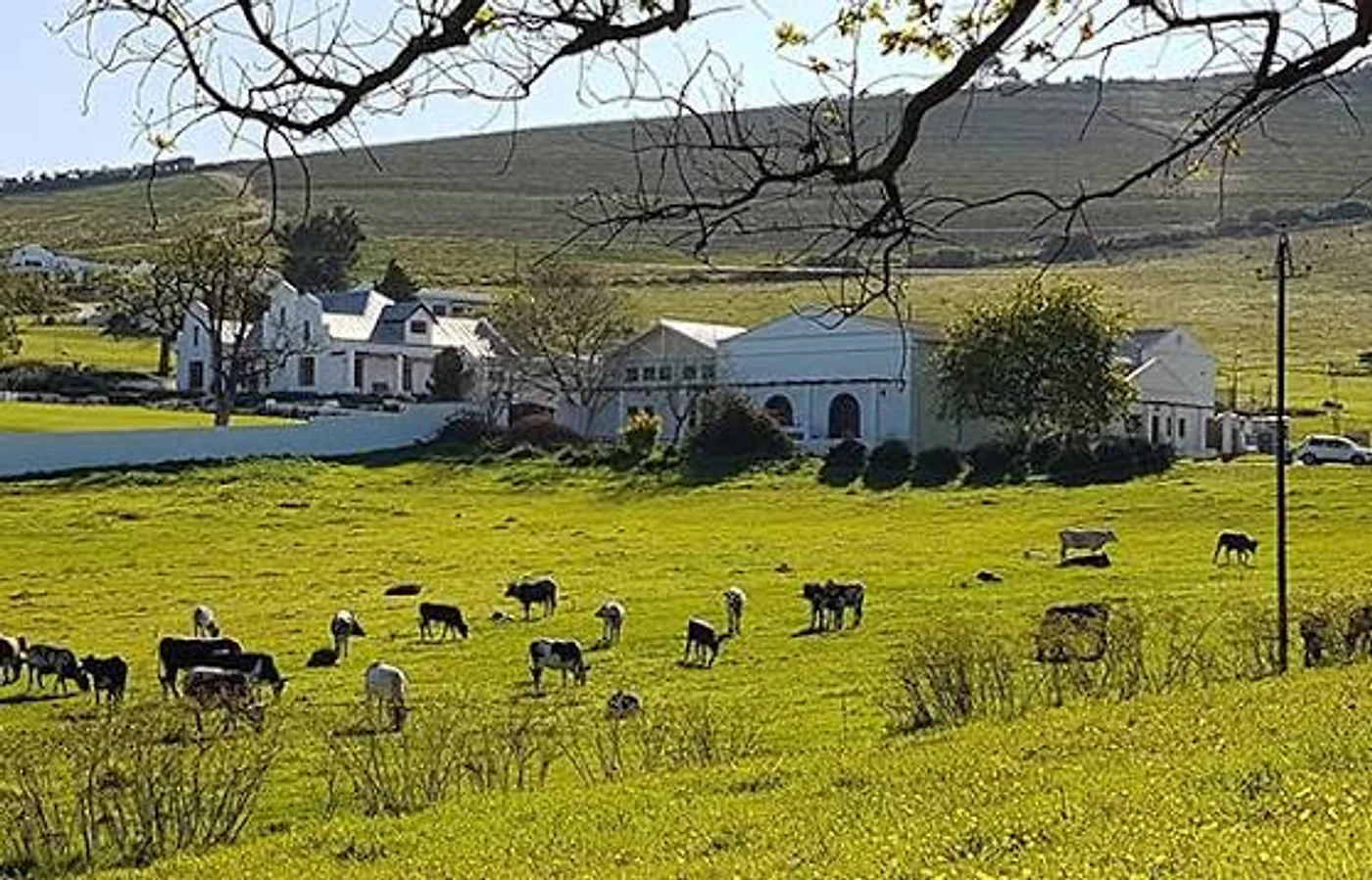 Reyneke Wines — Stellenbosch wine estate, Western Cape