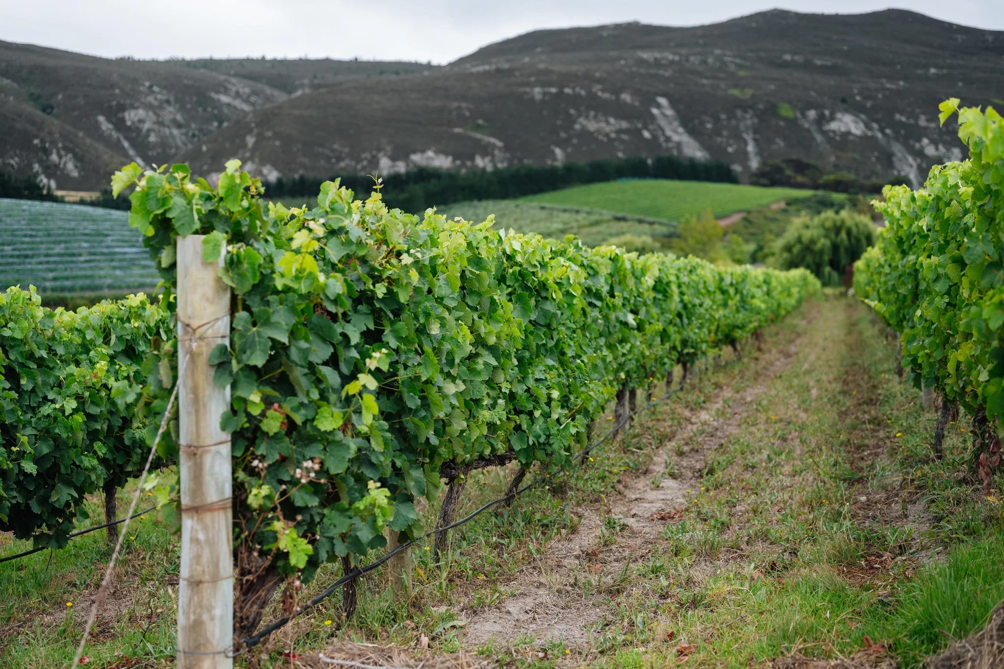Wine Tours in Hermanus: Discover Spookfontein, Benguela Cove, and Ataraxia
