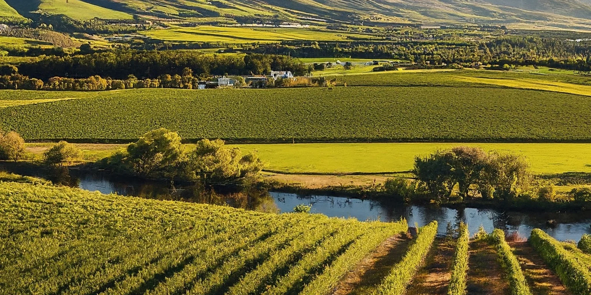 Top Wine Farms in Franschhoek: A Sip of Heaven Awaits