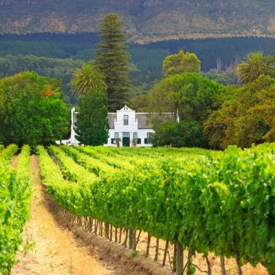 South African Wine And Its History