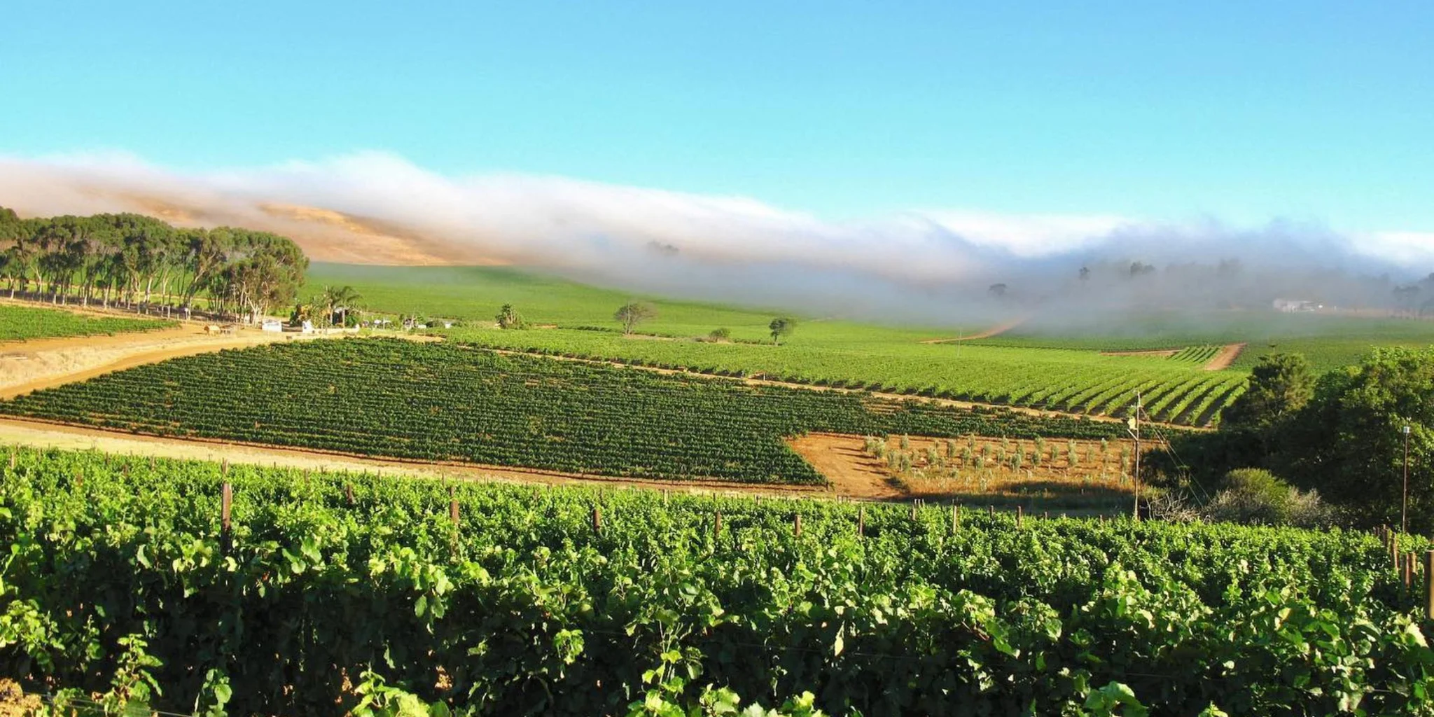 Signal Gun: Wine Routes in Cape Town