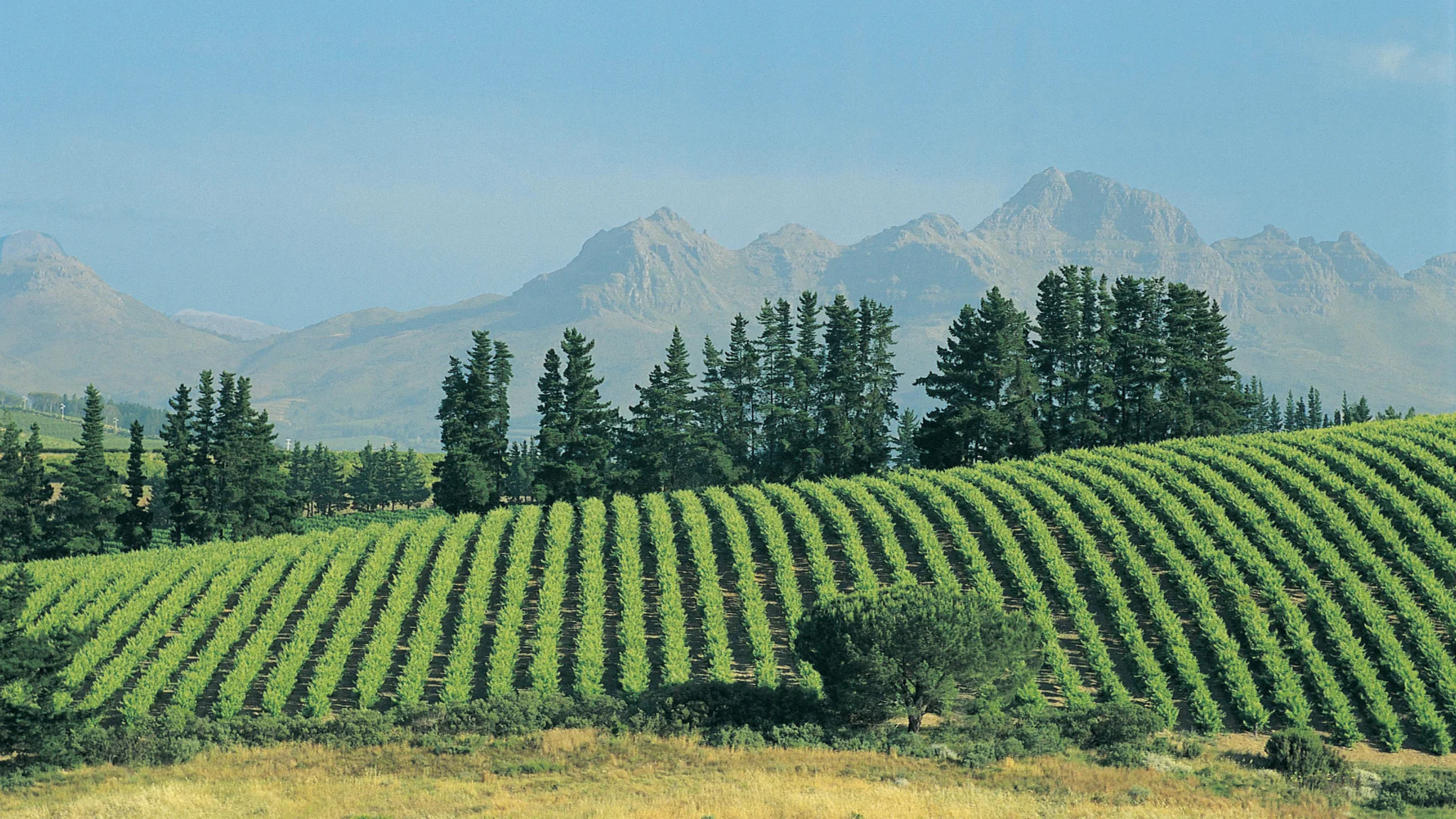 History of Viticulture