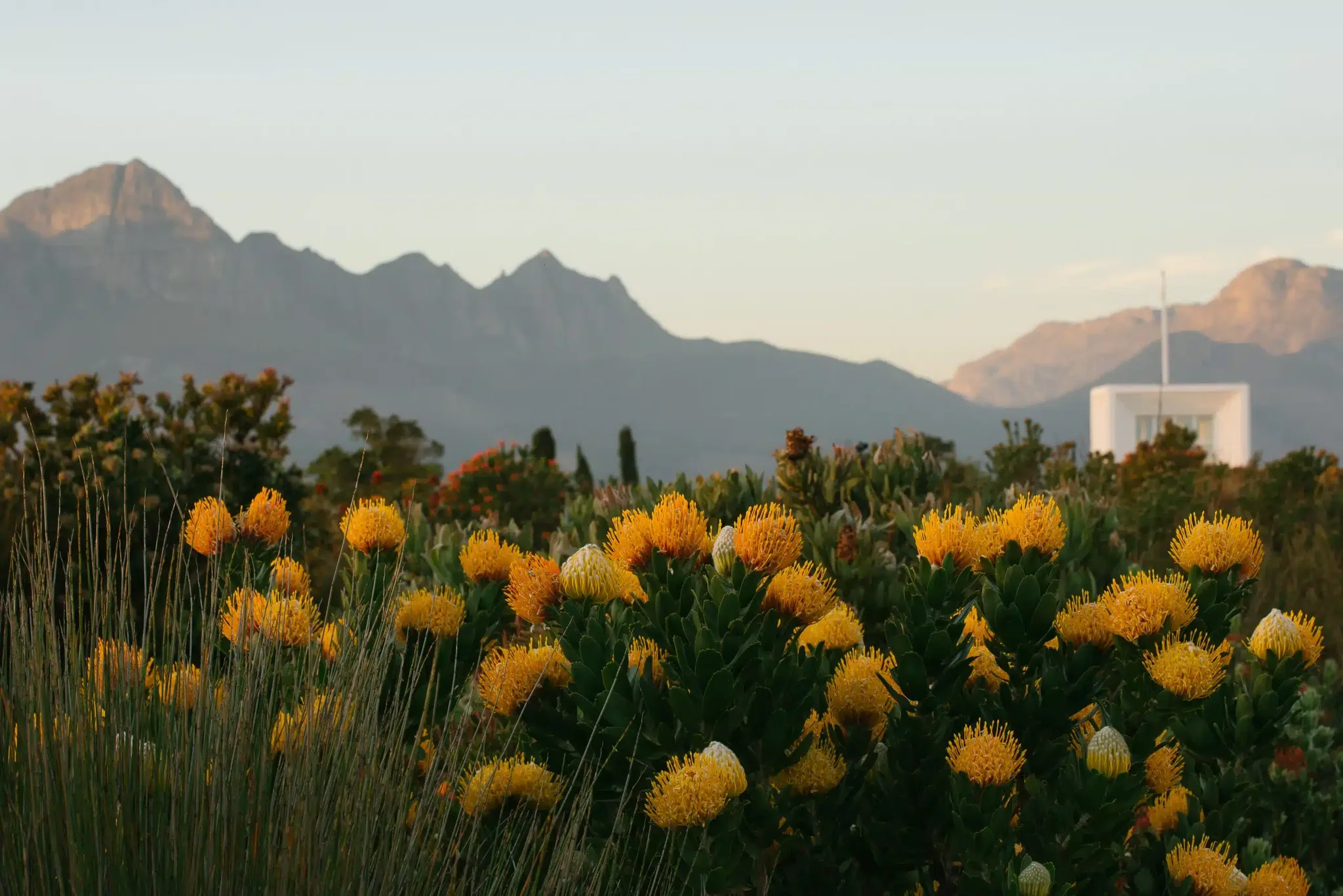 Spring in the Cape Winelands