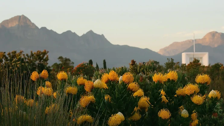 Spring in the Cape Winelands
