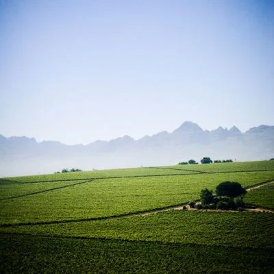 South African Wine And Its History