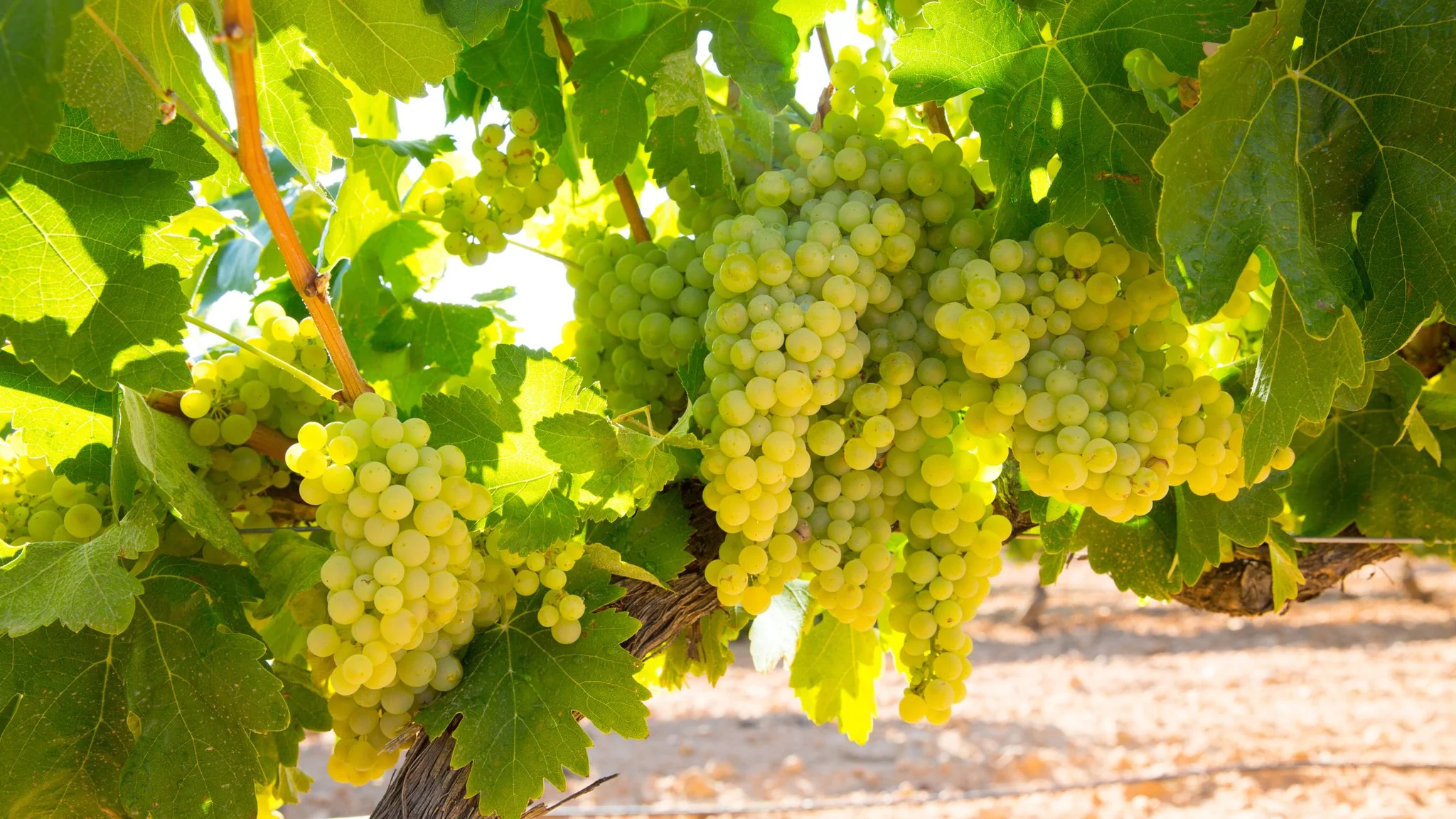 International Chardonnay Day
