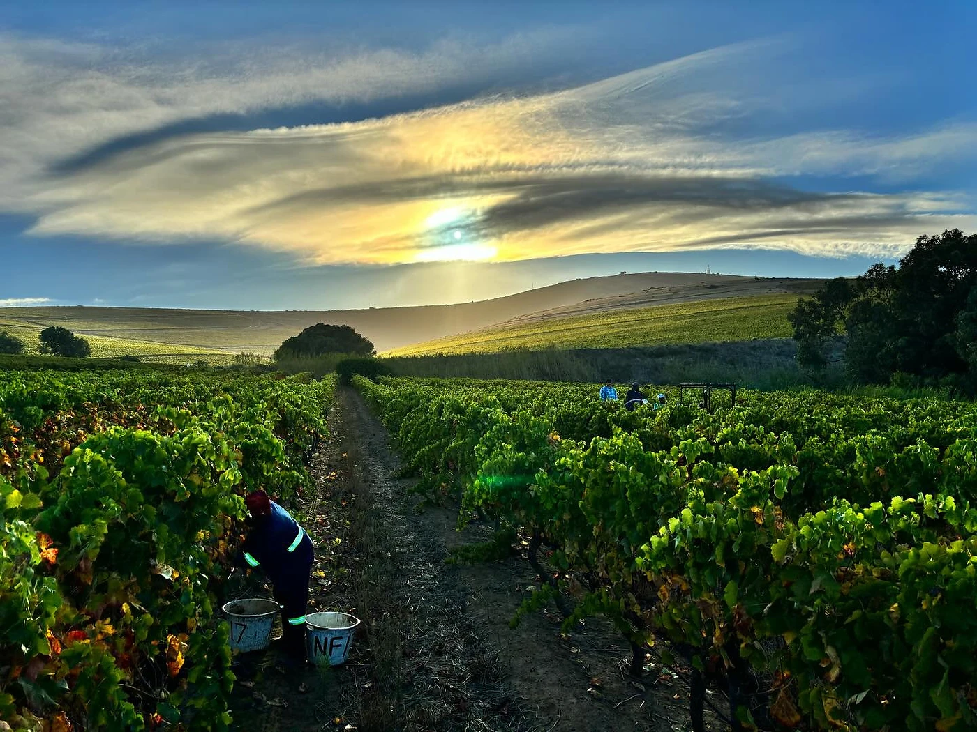 Klein Roosboom — Durbanville wine estate, Western Cape