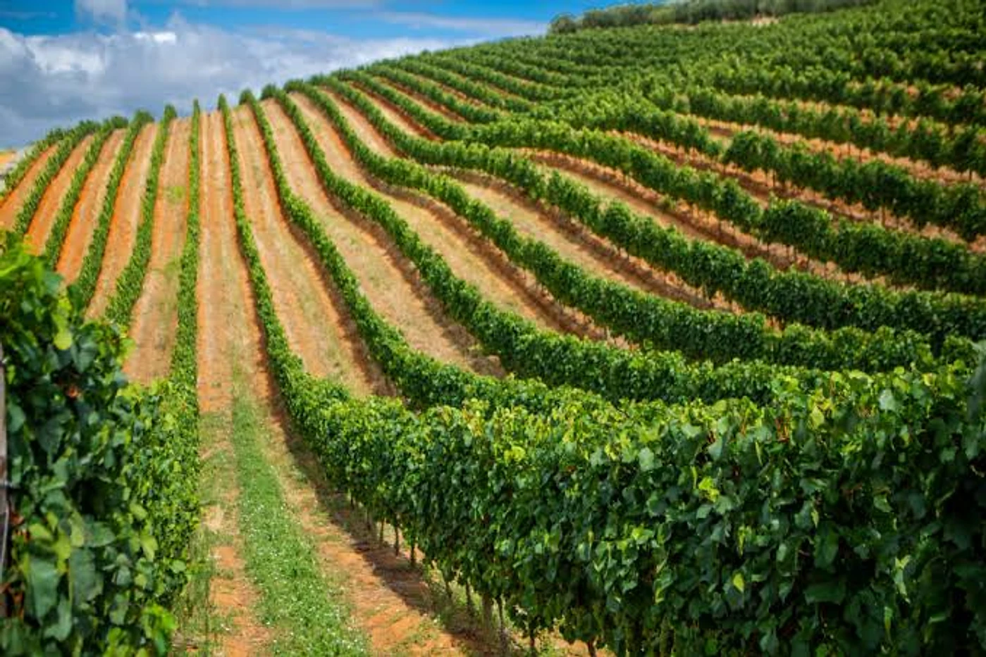Miles Mossop Wines — Stellenbosch wine estate, Western Cape