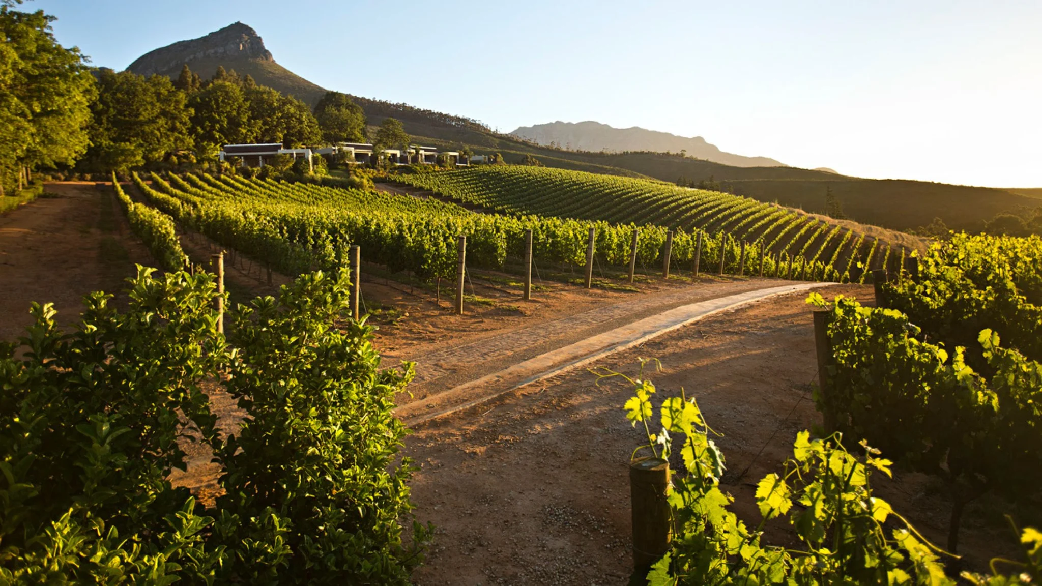 Banghoek Valley: A Hidden Gem in the Cape Winelands