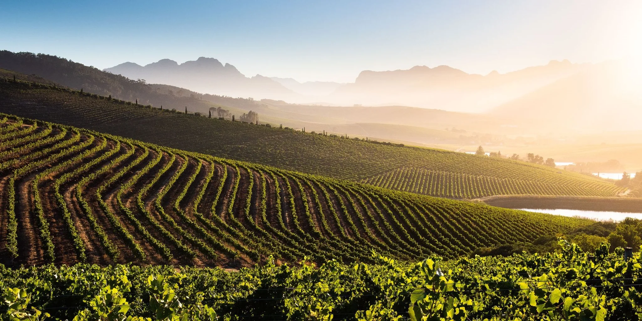 Vineyards