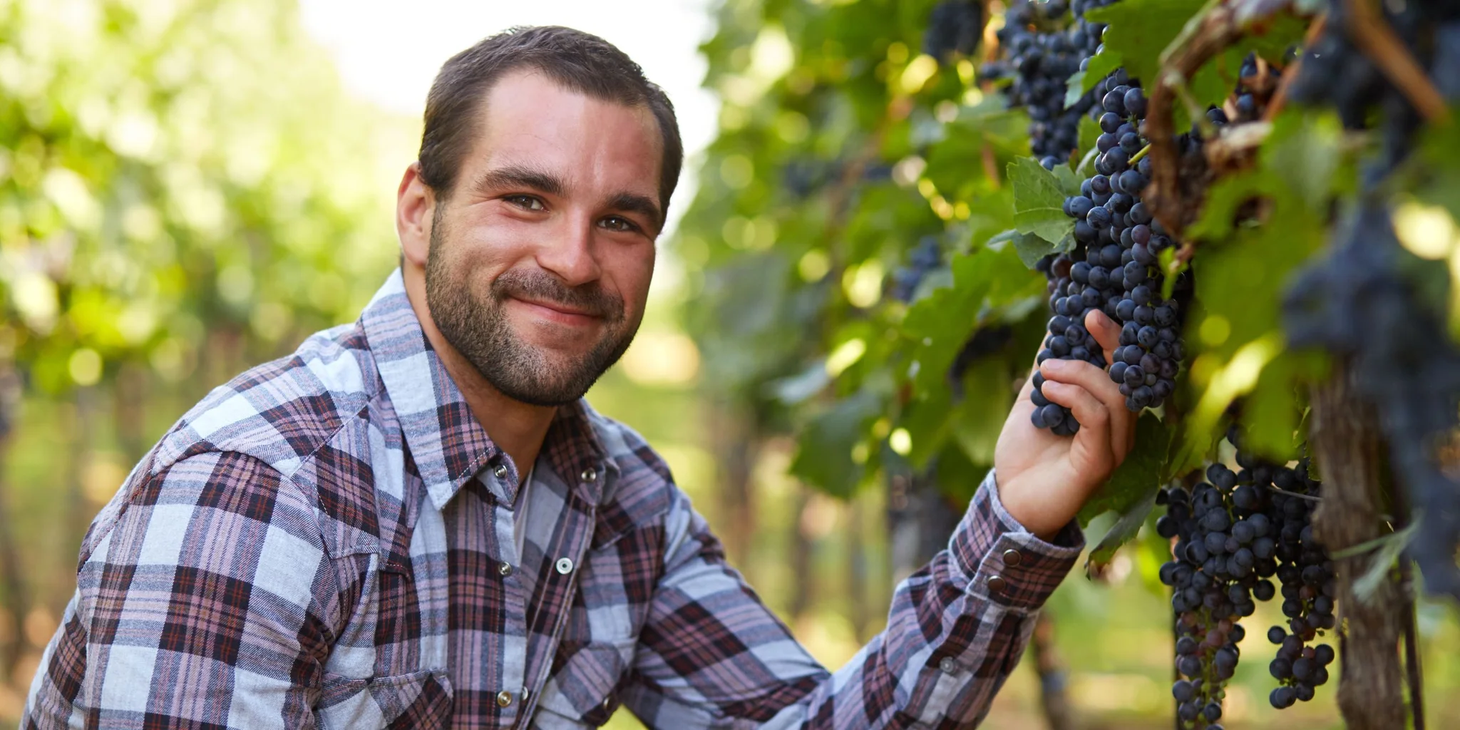 Exploring the History and Heritage of Winemaking in the Cape Winelands