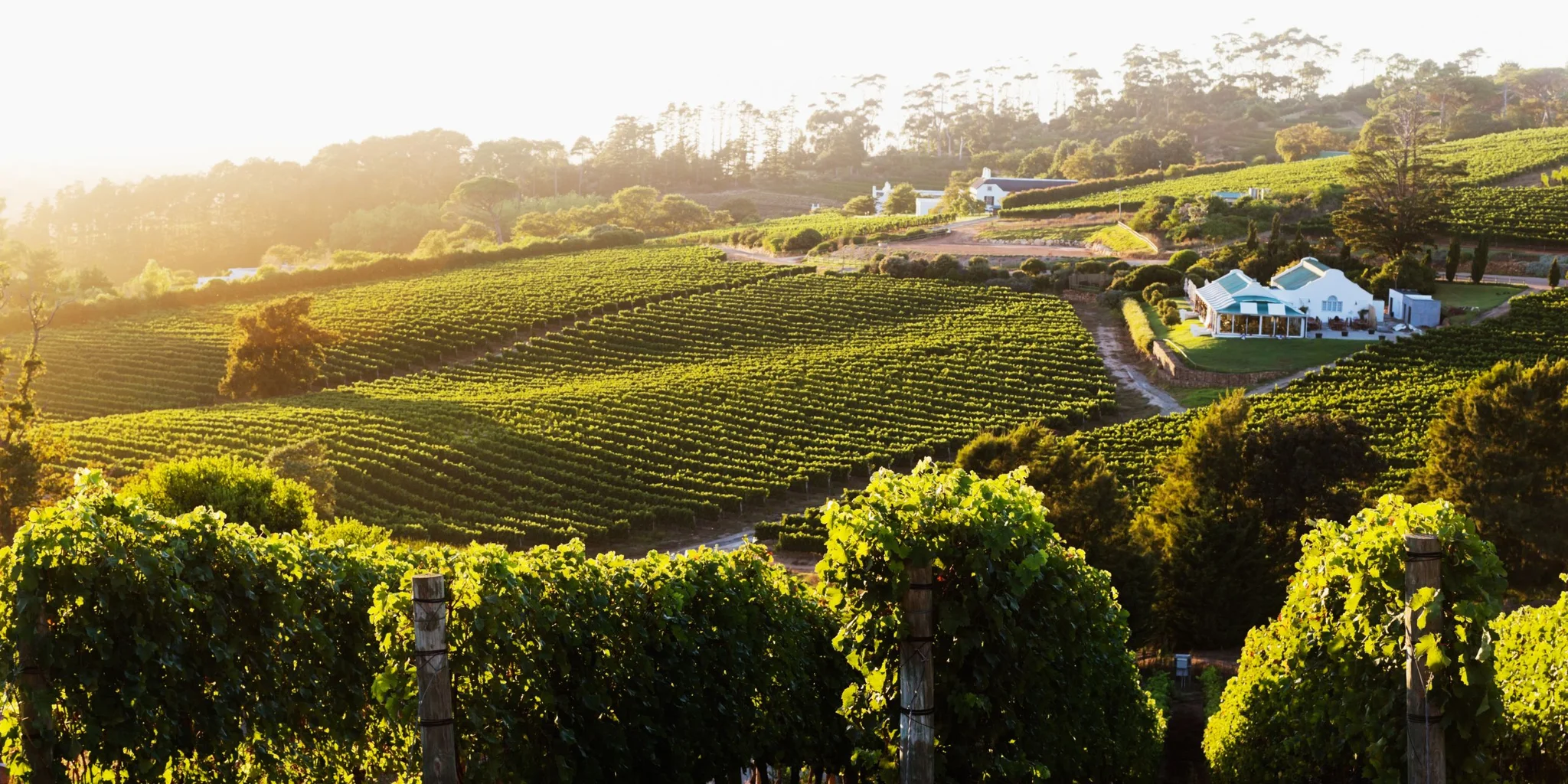Uncorking History: A Tour of Cape Town’s Oldest Wine Estates
