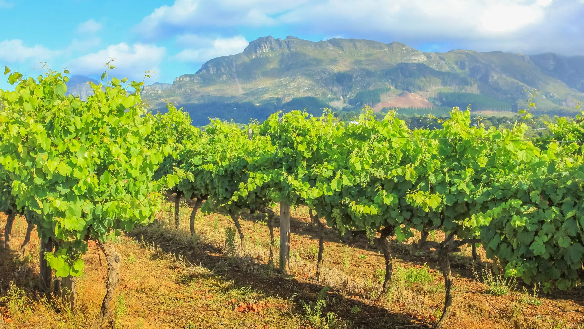 Visit the Cape Winelands