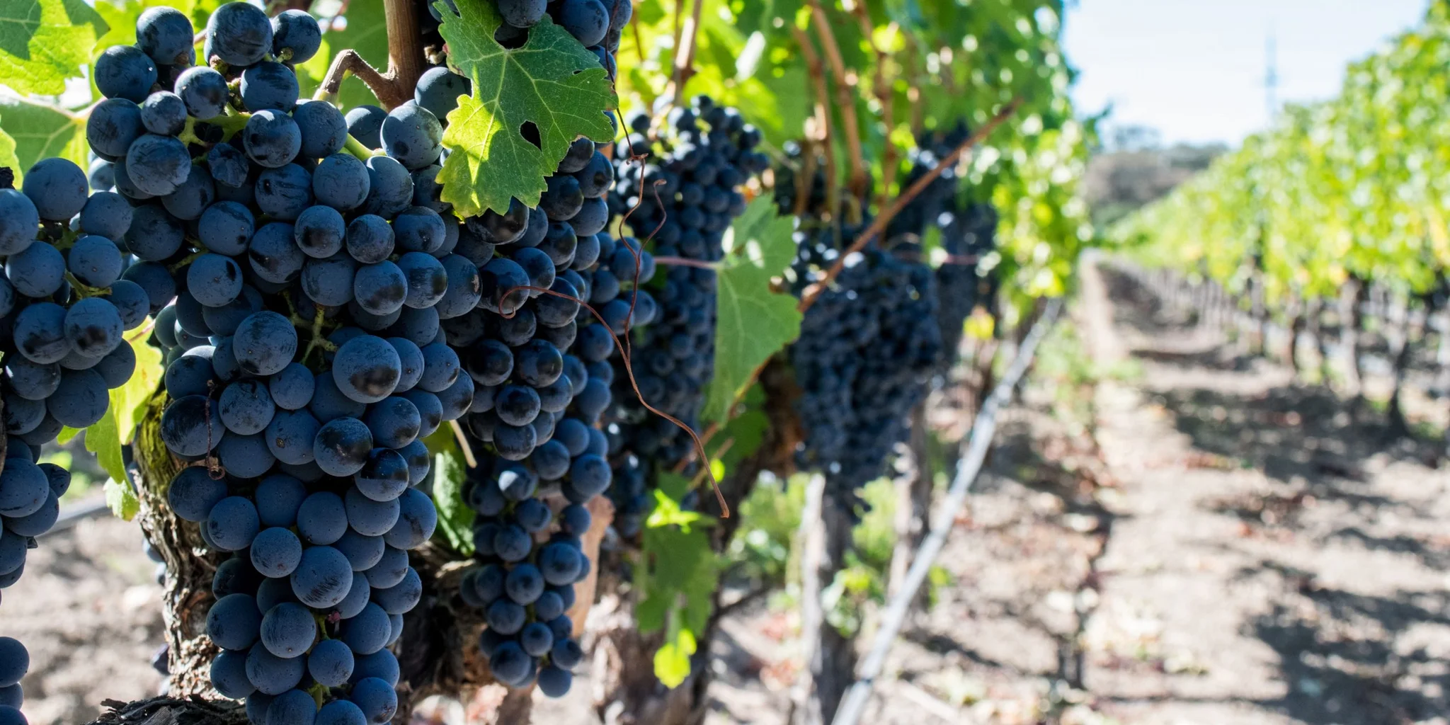 Red Wine Grape Varieties In The Cape