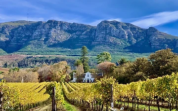 Weinwanderung durch Constantia