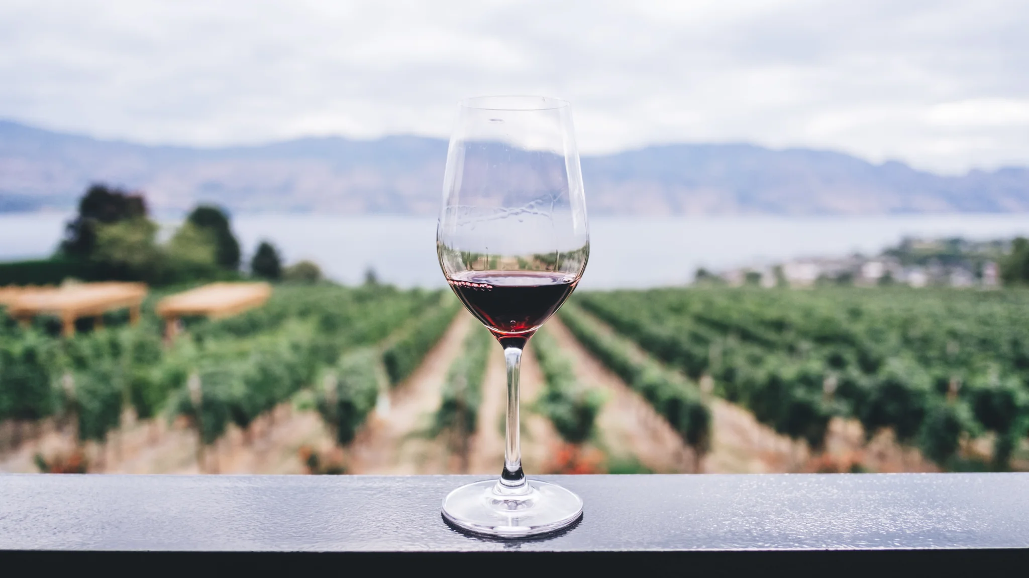 Sustainable Winemaking in the Cape Winelands